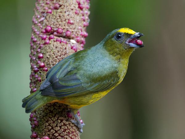 <h3><a href="/trips/costa-rica/biota/animalia/chordata/aves/040 passeriformes/121 fringillidae/euphonia gouldi/euphonia gouldi-nl.html">Euphonia&nbsp;gouldi</a> / Olive‑backed&nbsp;euphonia / Olijfrugorganist</h3>OM-1 Mark II met OLYMPUS M.150-400mm F4.5, 1/640 sec  bij F4.5, ISO 10000, afstand 4.11&nbsp;m
